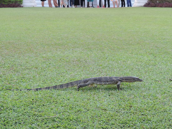 Unser erstes "wildes" Tier 