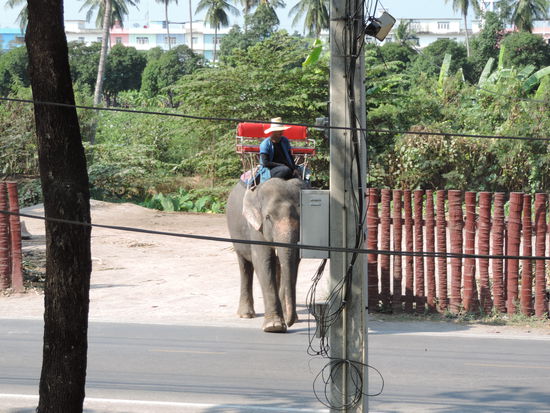 Unsere Elefantendame