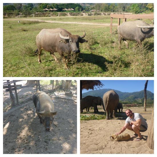 Nicht nur Elefanten gibt es dort zu sehen, es leben dort knapp 100 Büffel, ein Schwein und jede menge Hunde und Katzen