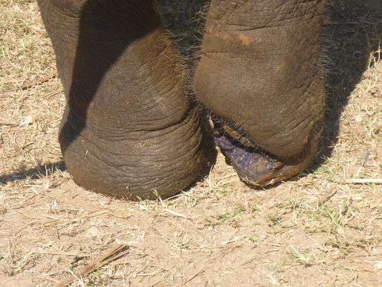 Fuß eines von einer Landmine verletzten Elefanten
