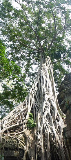 Ta Prohm