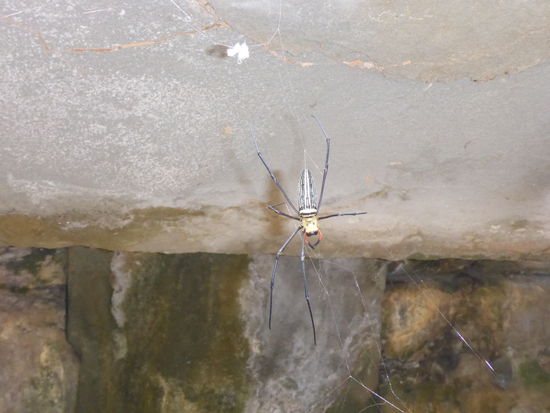 Im letzten Tempel traf ich auch auf eine Seidenpinne Nephilia? Nur welche Gattung? Wenn jemand genaueres weiß kann er es mich ja wissen lassen?