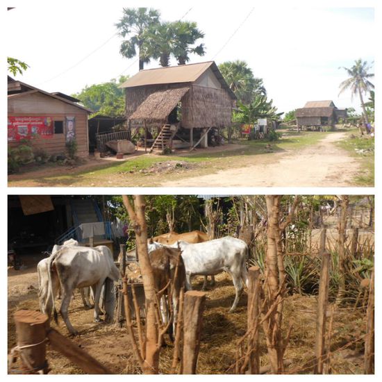 Häuser und Kühe der dort lebendenden Bevölkerung