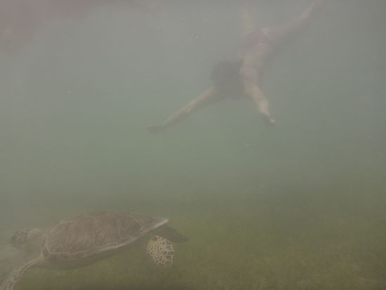 Leska mit einer Meeresschildkröte