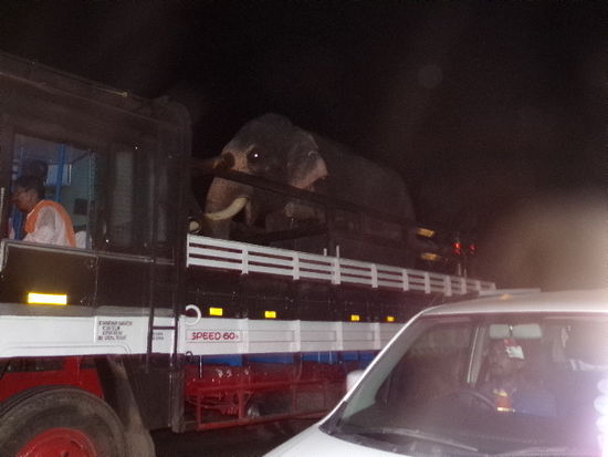 Der besagte Elefant