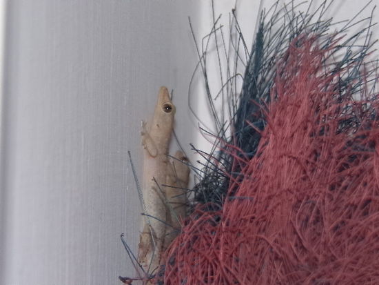 Die Hausgeckos in ihrem Heim hinter dem Besen