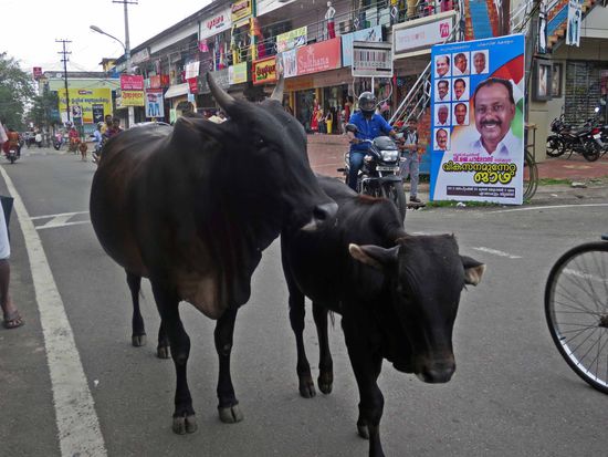 ja klar, in Indien laufen die heiligen Kühe auf der Strasse. 
Und im Restaurant gibt es würziges beef-curry.
