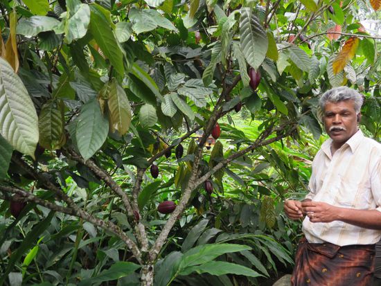 Abraham an Kakao
http://www.abrahamspice.com/