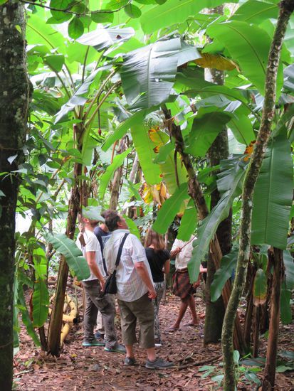 Banane, Kaffee und Papaya