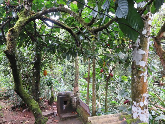 Zitrone, Kakao und rote Aubergine