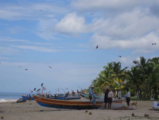 Über den Fischern kreisen die Adler (red back sea eagle) und hoffen, dass etwas für sie abfällt