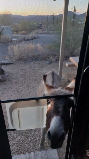 Ein Fliegengitter ist nun mal kein Eselgitter