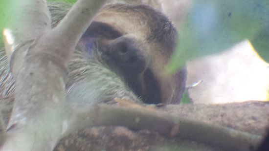 Faultier beim faulenzen