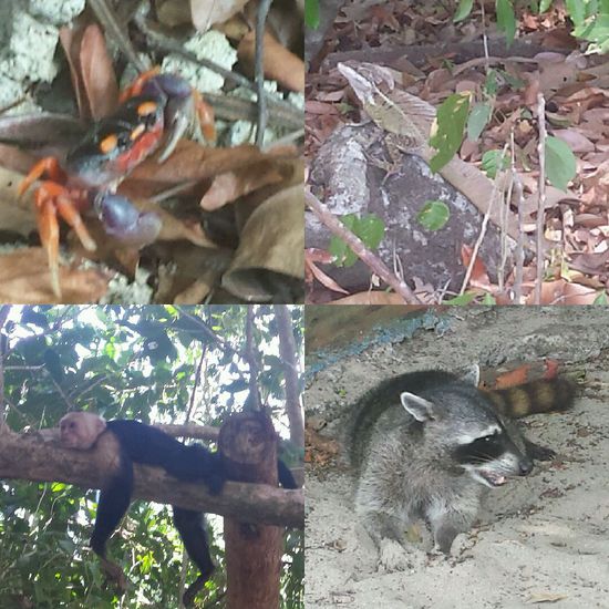 Tierwelt von parque Manuel Antonio