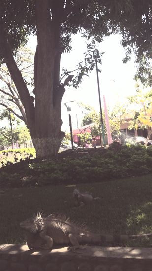 Riesen Leguane heute in filadelfia