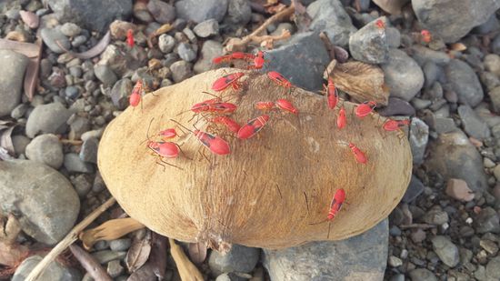 Was auch immer das für Viecher waren, die waren eklig und gross