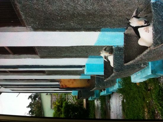 Hier der Beweis: Ziegen bringt nicht der storch, die wachsen in Blumenkübeln