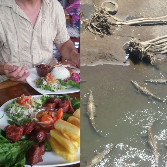 Menschen Mittagessen- Krokodil Mittagessen  ( keine Panik, es bestand zu keiner Zeit Gefahr für den Vogel....Die Krokodile wollten nur spielen)