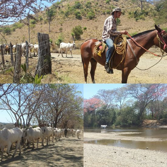 Unser Cowboy Held 
Kühe, Kühe, überall Kühe