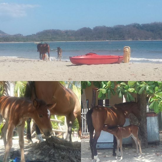 Netter Besuch am Strand