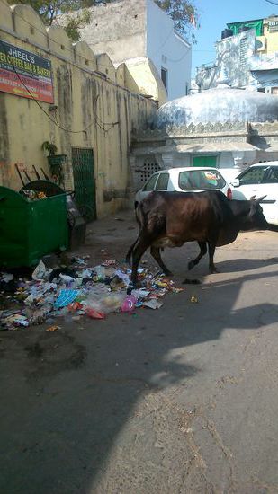 Typisch indische Kuh beim Durchwuehlen des Muells nach Nahrung