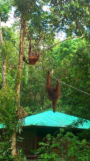 Auf dem Weg zur Futterstelle