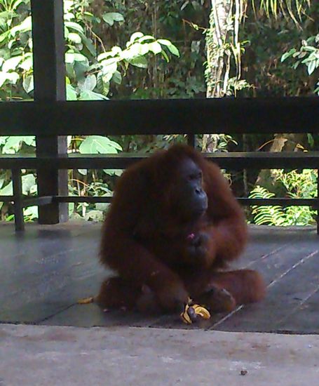 45jaehrige Orang Utandame