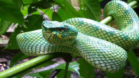Borneo Green Viper