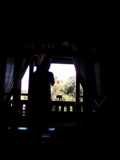 Affen die in der Früh am Balkon vorbeilaufen