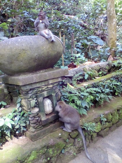 Zwei Schatzis aus dem Monkeyforest