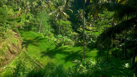 Auf dem Weg zum Tempel Pura Gunung Kawi