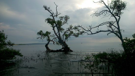 Mangroven im Nationalpark mit Blick auf Java