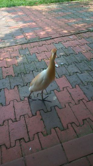 Birdpark