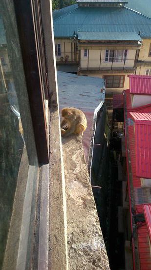 Monkey mit erbeutetem Chipspackerl vor unserem Fenster