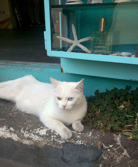Unglaublich schöne Katze mit verschiedenfaerbigen Augen