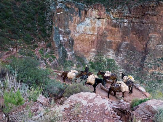 Mules unterhalb des 3 Mile Resthouse