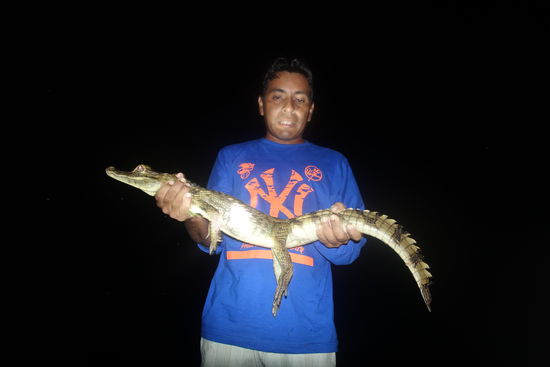 Nächtliches Kaiman Jagen. Kaimane gehören zur Familie der Alligatoren.