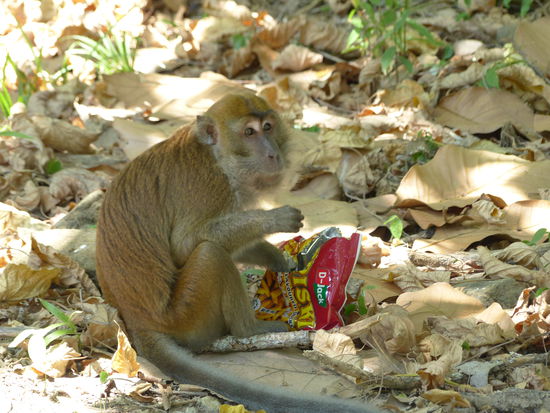 Der Affe hat was zu Naschen ergattert...