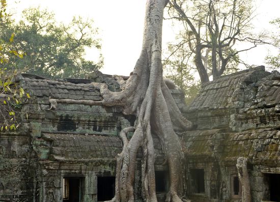 Ta Prohm - meine Fähigkeiten als Fotografin lassen zu wünschen übrig 