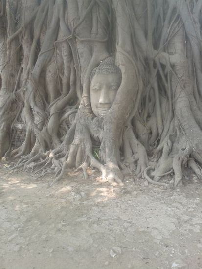 Dieses Buddhagesicht ist in einen Feigenbaum eingewachsen.