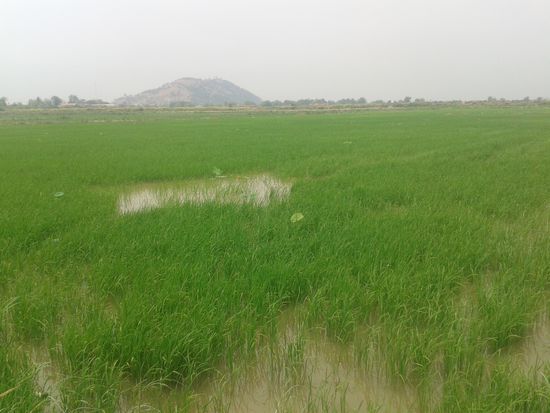 Ein Reisfeld. Im Hintergrund ist der Phnom Krom zu sehen.