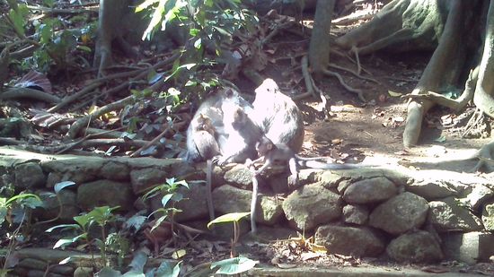 Affenfamily im Affenwald Ubud
Majomcsalád