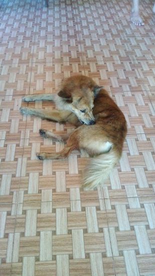 Fiese Moskitos mögen auch brave Hunde