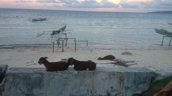 Ziegen hängen am Strand ab