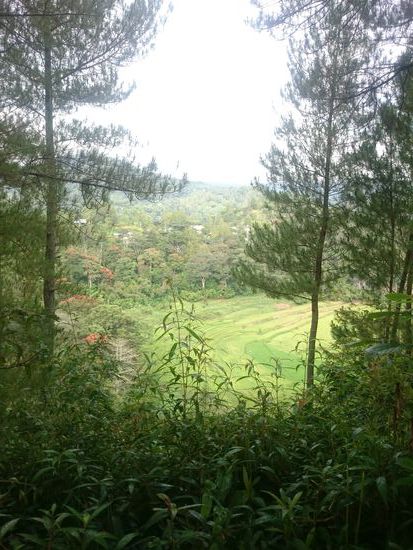 Diesen wahnsinns Ausblick auf Reisfelder hatten wir hinter den kleinen Hütten 
Ja és ez a szuper kilátás tárult elénk a kunyhó mögött a rizsföldekre