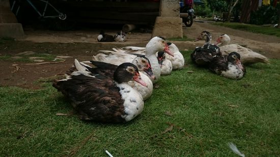 Viele Enten und ein paar Hühner wuseln um das Haus herum
Sok kacsa és egy pár tyúk zizeg a ház körül