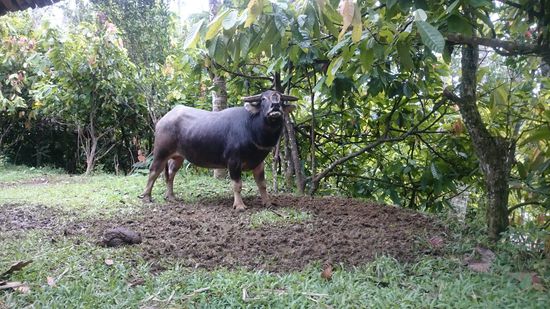 Dieser schöne Wasserbüffel wartete auf seine Opferung...
Ez a szép bivaly a halálára vár..