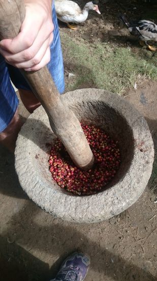bei Natsir werden die Kaffeekirschen noch traditionell von Hand zerstoßen. Dadurch bricht das Fruchtfleisch auf und die Kaffeebohnen kommen zum Vorschein.
natsirnál tradicionálisan kézzel törik meg a kávébogyót. Ìgy előkerülnek a kávébabok.