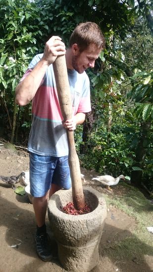 Nach dem Ernten beginnt die wirklich harte Arbeit...
A szüret után kezdődik a kemény munka..