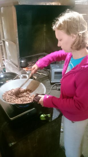 Frisch getrocknete Kakaobohnen rösten - wie das duftet!
Frissen szárított Kakaóbabok pörkölése -illatozik